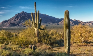 3.Tag Imperial, Saguaro 027