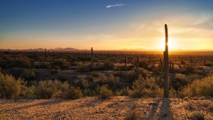3.Tag Imperial, Saguaro 035