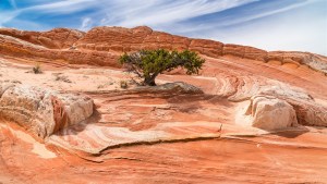 USA-19-withe pocket-017
