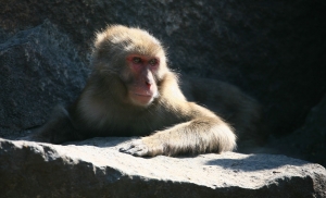 Affe