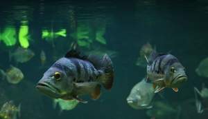 Fische (1)