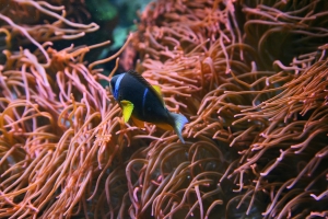 Fische (2)