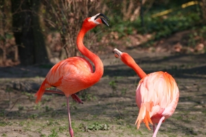 Flamingo (1)