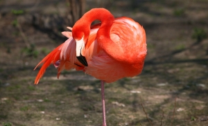 Flamingo (2)