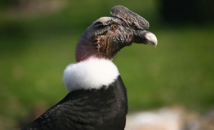 Anden-Condor