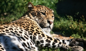Leopard