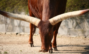 Longhorn
