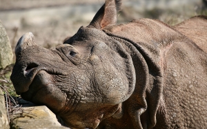 Nashorn