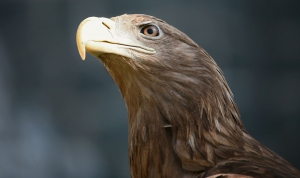 Seeadler