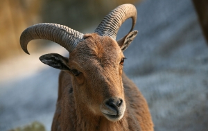 Steinbock