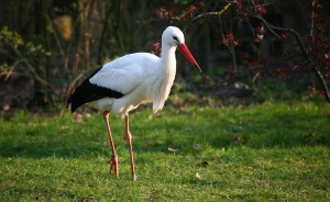 Storch (1)