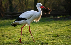 Storch (2)