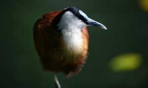 Vögel (1)