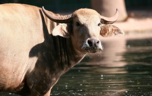 Wasserbüffel