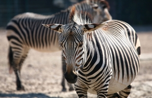 Zebra
