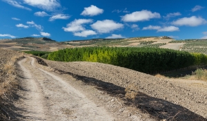 Alhama (9)