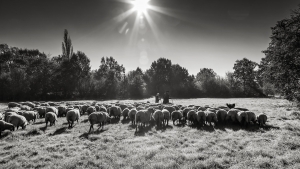 Hirte mit Herde (1)