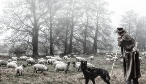 Schäfer im Nebel