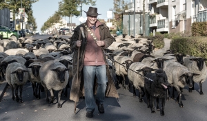 der Hirte (1)