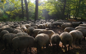 der Hirte (11)
