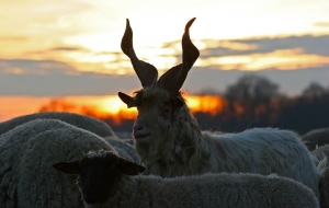 der Hirte (12)