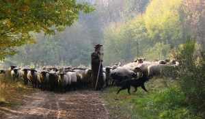 der Hirte (14)