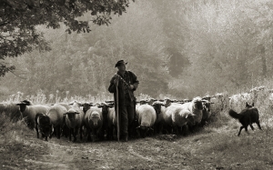 der Hirte (17)