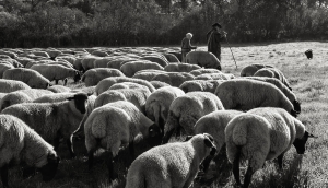 der Hirte 2014