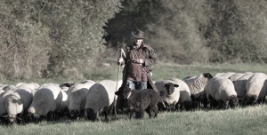 der Hirte 24