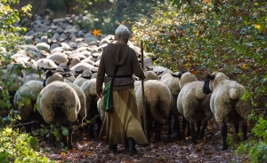 der Hirte (7)