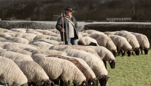 der Hirte (9)