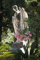 Engel Soller