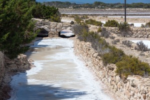 Formentera-Salinen-2015-15