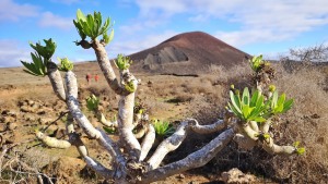 Fuerteventura-008