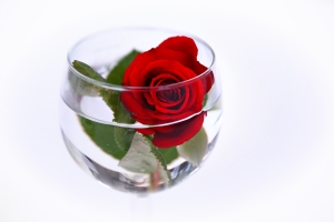 Hochzeit Rose