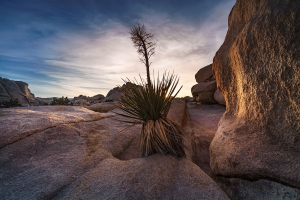 13.T. Joshua Tree 030