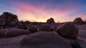 13.T. Joshua Tree 036