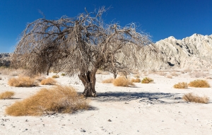 Box Canyon (1).jpg
