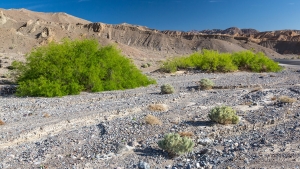 Death Valley (7).jpg