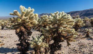 Joshua Tree NP (1).jpg