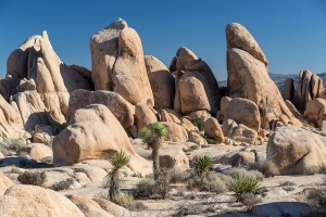Joshua Tree NP (2).jpg
