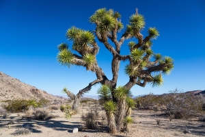 Joshua Tree NP (6).jpg