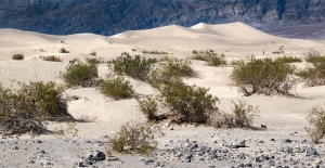 Mesquite Dunes