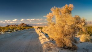 Mojave-Wüste-002