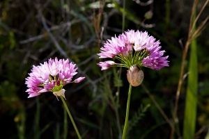Blüte vom wilden Knoblauch (2)