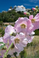 Santa Eularia  (2)