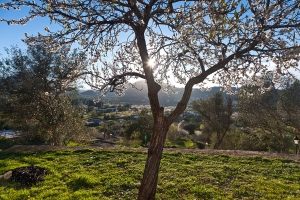 Mandelblüte am Abend