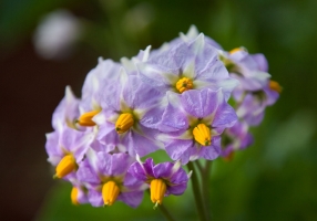 Kartoffelblüte