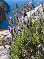 Lavendel auf dem Cap des Rubio  (15)