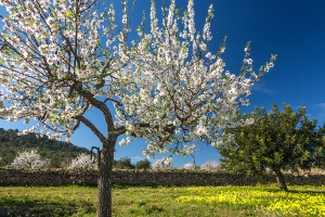 Mandelblüte  (21)